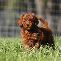 Goldendoodle Puppies from Creation Goldedoodles