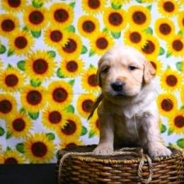Boy 3 - Golden male Golden Retriever puppy in Great Falls, Montana from VS Golden Fields