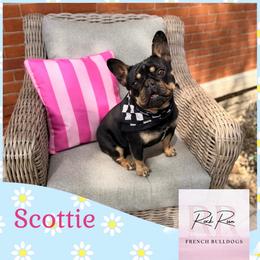 Scottie - French Bulldog