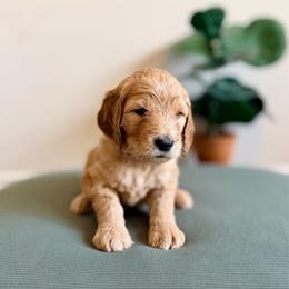Dixie (purple) - Cream female Goldendoodle puppy in Hutto, Texas from Crystal's Goldendoodles