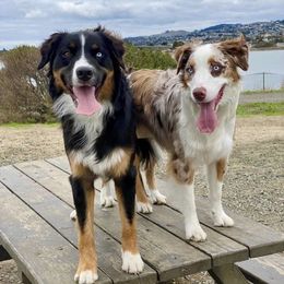 Australian Shepherd All Grown Up from A&K’s Aussies