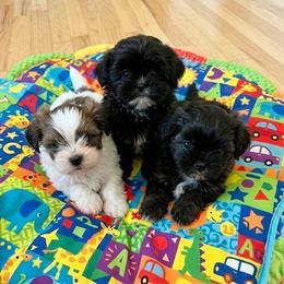 Female - Black and white female Mal-Shi puppy in Summerfield, Florida from Millennium Farms