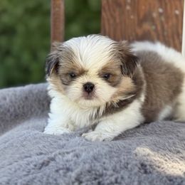 Male 1 - Tricolor male Shih Tzu puppy in Calimesa, California from Little Mountain’s Shih Tzus