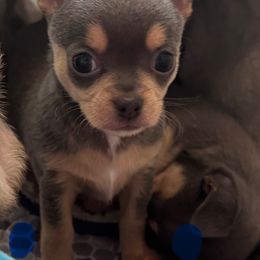 Bohdi - Blue and tan male Chihuahua puppy in Brooklyn, Connecticut from Ladybug Chihuahuas
