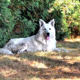 Theodore Roosevelt - German Shepherd