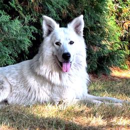 Theodore Roosevelt - German Shepherd