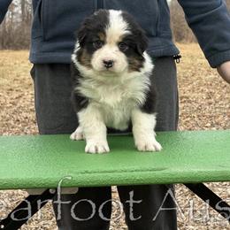 Girl 3 - Black tri-color female Australian Shepherd puppy in Lowell, Indiana from Bearfoot Aussies and Tollers