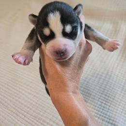 Male 1 - Black and white male Siberian Husky puppy in Canton, Georgia from Mayhemhuskies