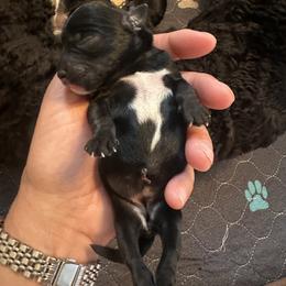 Girl 4 - female Schnoodle puppy in Saint Augustine, Florida from Gunnie Luv, LLC