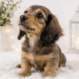 Bobby READY NOW - Cream male Dachshund puppy in Desloge, Missouri from Snows Doxies