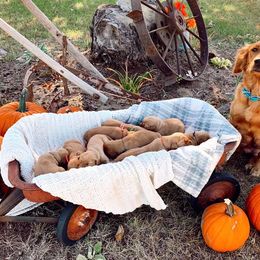 Golden Retriever Puppies from Johnson's Red