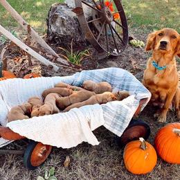 Golden Retriever Puppies from Johnson's Red