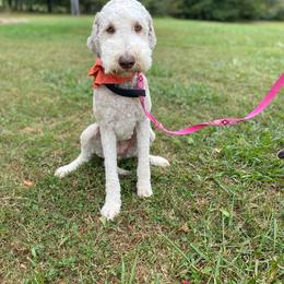 Autumn - Goldendoodle