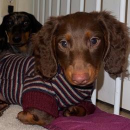 Dachshund Puppies from Wiggles & Wags Dachshund's