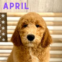 April - Apricot Goldendoodle puppy in Houston, Texas from Golden Life Doodles