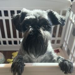 Jazmine - Brussels Griffon