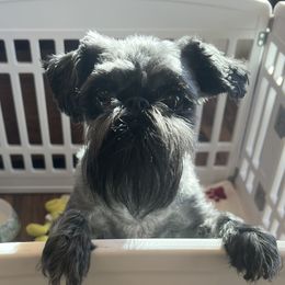 Jazmine - Brussels Griffon