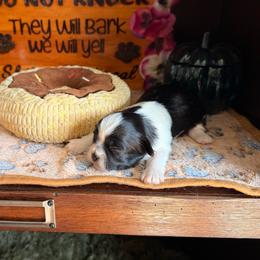 Astraea - Black and white female Shih Tzu puppy in Durham, North Carolina from The 🐾 Tang Clan Chronicle & Nursery