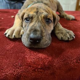 Great Dane Puppies from Borealis Danes