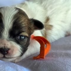 Poodles, Shichons, Shihpoos, and Shih Tzus from Oodles of Doodles