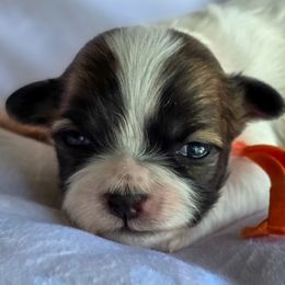 Poodles, Shichons, Shihpoos, and Shih Tzus from Oodles of Doodles