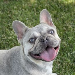 Precious - French Bulldog
