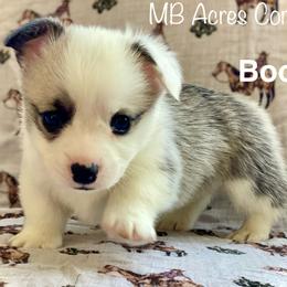 Boots - White and fawn male Pembroke Welsh Corgi puppy in Woodland, Washington from MB Acres Corgis