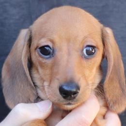 Troy - Red male Dachshund puppy in Azle, Texas from American Dachshunds