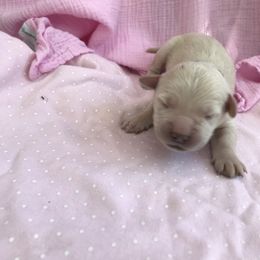 Golden Retriever Puppies from 4 Paws and Family Golden Retrievers