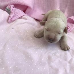 Golden Retriever Puppies from 4 Paws and Family Golden Retrievers