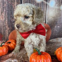 Red Collar - Cream male Goldendoodle puppy in Waterford, California from Windy Hill Doodles
