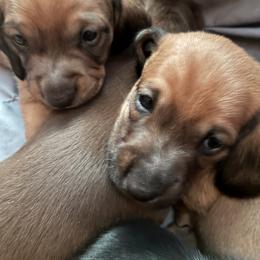 Romeo - Wild boar male Dachshund puppy in Houston, Texas from Individual