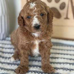 Joey - Apricot male Poodle puppy in Strasburg, Virginia from Shenandoah Valley Doodles