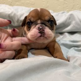 Boy 3 - Red male Bulldog puppy in Wolf Creek, Oregon from Dejah Bleu Bulldogs