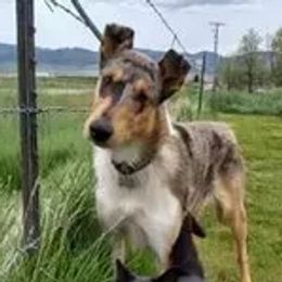 Diesel - Collie