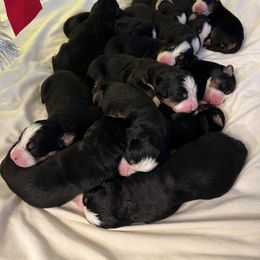 Bernese Mountain Dog Puppies from Blue Ridge Bernese