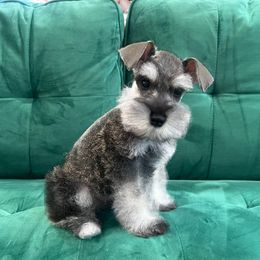 Boy 3 - Salt and pepper male Miniature Schnauzer puppy in El Reno, Oklahoma from Shannon's Miniature Schnauzers