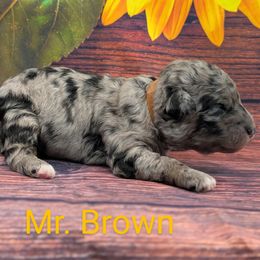 Mr Brown - Merle male Labradoodle puppy in Lebanon, Pennsylvania from Robertson's Retrievers and Doodles