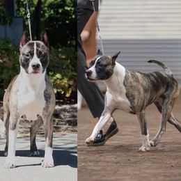 Prada - American Pit Bull Terrier