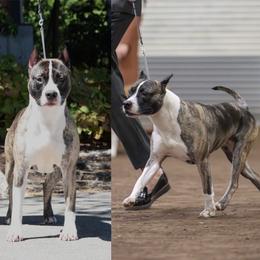 Prada - American Pit Bull Terrier