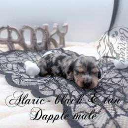 Alaric - Dapple male Dachshund puppy in Prairieville, Louisiana from Southern Barron Danes & Dachshunds