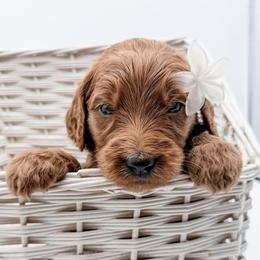 Gazpacha - Red  female Goldendoodle puppy in Mecklenburg County, North Carolina from Rustic Road Doodles