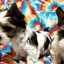 Yorkshire Terriers from Elisabeth Lundberg