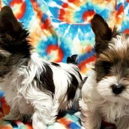 Yorkshire Terriers from Elisabeth Lundberg