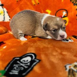 Beautiful sable bluie - Sable female Pembroke Welsh Corgi puppy in Clarksville, Tennessee from Cooler Farms Corgis