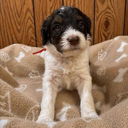 Willie - Parti male Goldendoodle puppy in Pittsburg, Texas from Grace Springs Goldendoodles