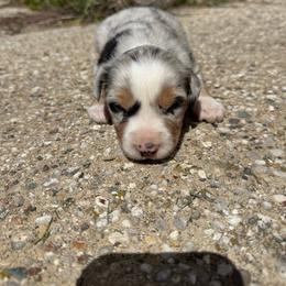 Haze - Blue merle male Miniature Australian Shepherd puppy in Marion, Michigan from Highland Hills Mini Aussies