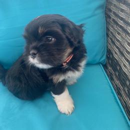 Boy 2   Orange - Black male Lhasa Apso puppy in Palm Bay, Florida from Lhasa Apso Doggy Stylez Fl