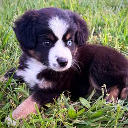 Vanessa - Black tri female Miniature Australian Shepherd puppy in Smithville, Arkansas from Cooper Creek Aussies