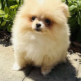 Girl 2 - Cream parti female Pomeranian puppy in Waterloo, Indiana from Garcias Pomeranian